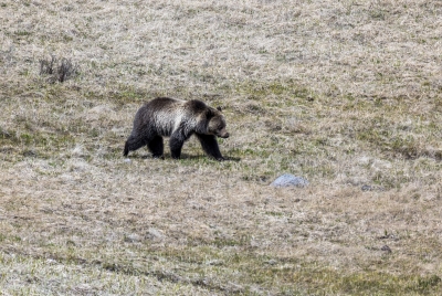 Grizzly Bear May 2025